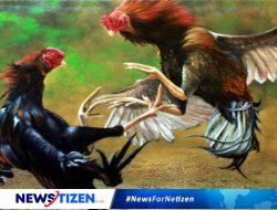 Polres Tuban Terkesan Tutup Mata Dengan Adanya Judi Sabung Ayam 