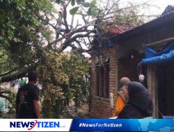 Pohon Tumbang Akibat Angin Kencang Rusak Rumah Warga di Nangahale, Sikka