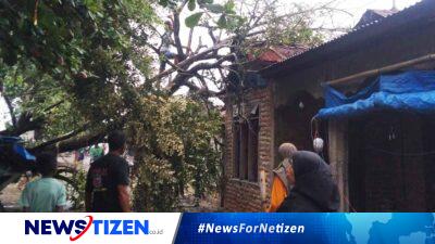 Pohon Tumbang Akibat Angin Kencang Rusak Rumah Warga di Nangahale, Sikka
