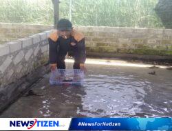 Peluang Bisnis Budidaya Katak Menjanjikan Untuk Masa Depan