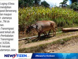 Aktivitas Ilegal Logging di Gorontalo Utara Meningkat, Masyarakat dan Pemerintah Desa Mendesak Penegakan Hukum