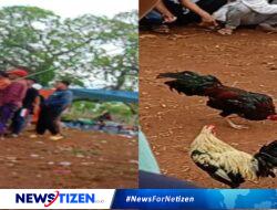 Maraknya Perjudian Sabung Ayam di Wilayah Hukum Polsek Sokobanah, Peran APH Dipertanyakan Masyarakat