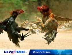 Maraknya Perjudian Sabung Ayam di Lamongan, Diduga Dibekingi Oknum TNI