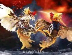 Maraknya Judi Sabung Ayam di Karanganyar, Warga Resah dan Aparat Diminta Bertindak Tegas