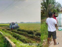 Janji yang Gagal di Sawah Kalaena: Petani Menjerit, PPL Bermain Harga, Pemerintah Diam?