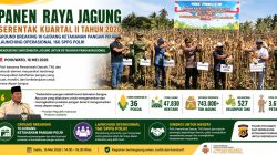 Panen Raya Jagung hingga Layanan Gizi Diluncurkan, Polri dan Pemda Pohuwato Perkuat Ketahanan Pangan Daerah