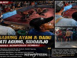 Diduga Beroperasi Kembali, Aktivitas Sabung Ayam dan Judi Dadu di Sedati Jadi Sorotan, Warga Minta Aparat Bertindak